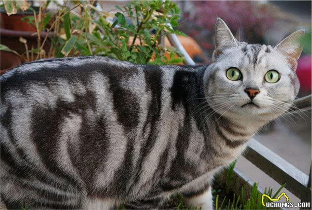 美国短毛猫的“6大缺点”，饲养请谨慎