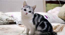 美国短毛猫的“6大缺点”，饲养请谨慎