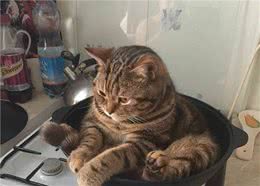 养猫攻略大全，有这一篇就够啦