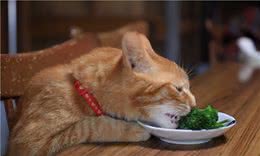 猫咪可以吃的8种蔬果，猫咪虽然爱吃肉，也要给它们喂蔬果
