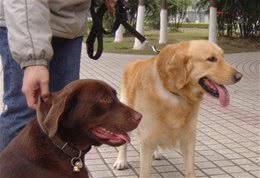 拉布拉多犬和金毛犬，哪一种更适合家庭饲养？