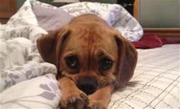 如何让狗狗学会定点大小便？这几招可以帮到你