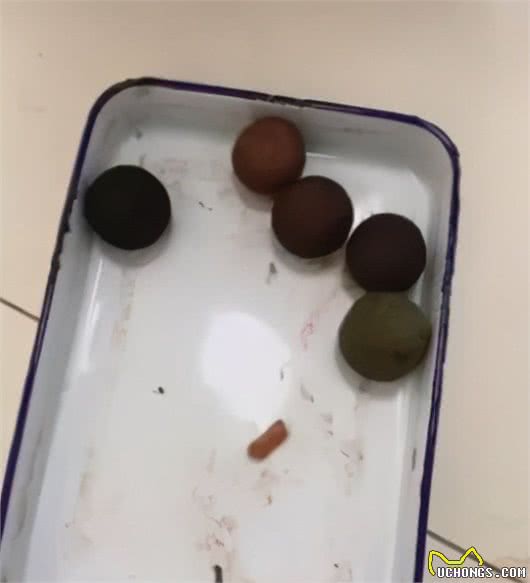 你永远想不到，你能从狗肚子里找出什么……