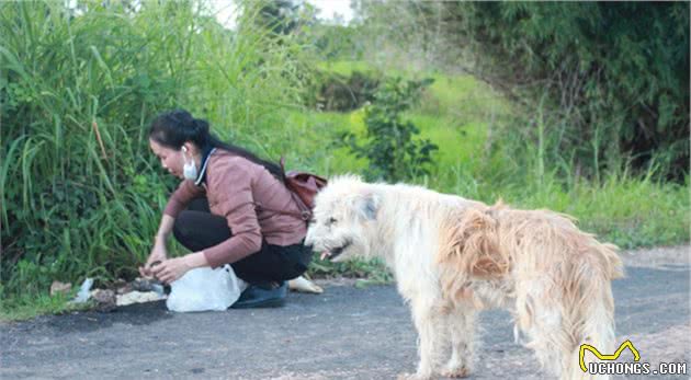 忠犬“八公”真实上演，这些狗狗太好哭了