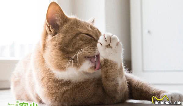 狗狗/猫猫，到了发情期，该怎样帮它度过？