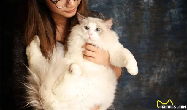 说布偶猫难养的，却不知道有这些好处，养了没后悔过