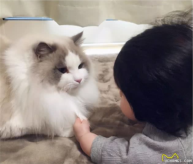 说布偶猫难养的，却不知道有这些好处，养了没后悔过