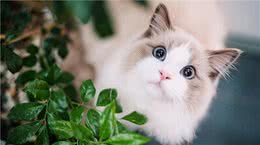 说布偶猫难养的，却不知道有这些好处，养了没后悔过