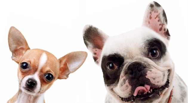 如何避免狗狗感染三大疾病：细小、犬瘟热、冠状？
