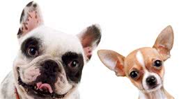 如何避免狗狗感染三大疾病：细小、犬瘟热、冠状？