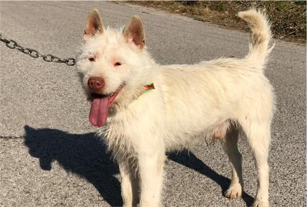 挑选体力、耐力良好的下司犬猎犬的基本方法