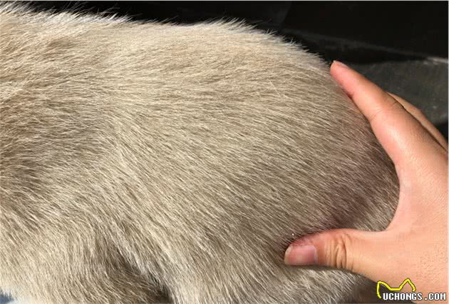 挑选体力、耐力良好的下司犬猎犬的基本方法