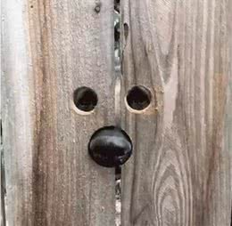 一只狗的好奇心到底有多强呢？