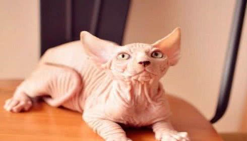 无毛猫生产后性情大变攻击主人，家里的蓝猫帮助主人大战无毛猫