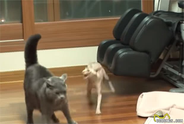 无毛猫生产后性情大变攻击主人，家里的蓝猫帮助主人大战无毛猫