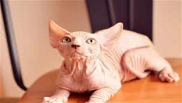 无毛猫生产后性情大变攻击主人，家里的蓝猫帮助主人大战无毛猫