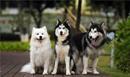 FCI第5组：尖嘴犬和原始犬种组；代表犬种“雪橇三傻”