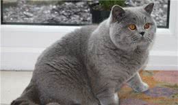 盘点世界三大蓝猫，你都认识吗？