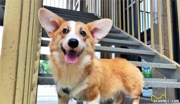 如何鉴别纯种柯基犬，关键看这6点，别被骗了