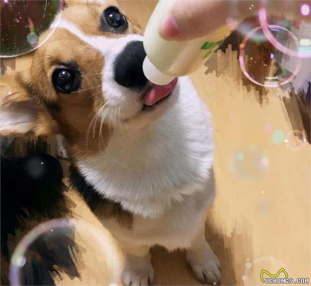 如何鉴别纯种柯基犬，关键看这6点，别被骗了