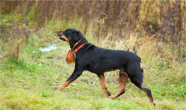 大多数猛犬都需要剪耳，可为什么藏獒不用呢？大多数人都未必知道