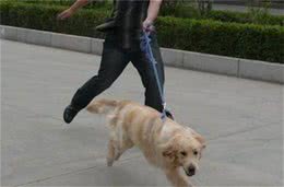 狗狗扑你的小心机