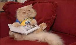 你没猫咪聪明！最强大脑猫懂多国语言，数学家都难不倒他