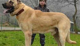 世界十大凶犬最新排名第七被称为杀人犬，建议最好别养