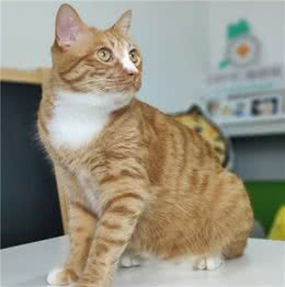 猫咪身上不同颜色都是怎么来的？