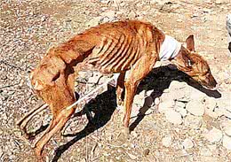 邻居院子里传来狗叫声，爬上围墙后泪目了：心也未免太硬了吧