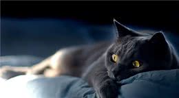 养猫，劝你不要养“黑猫”，过来人告诉你原因