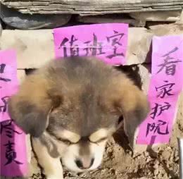 这6种狗狗，“看门”资质都不错，其中你最看好谁