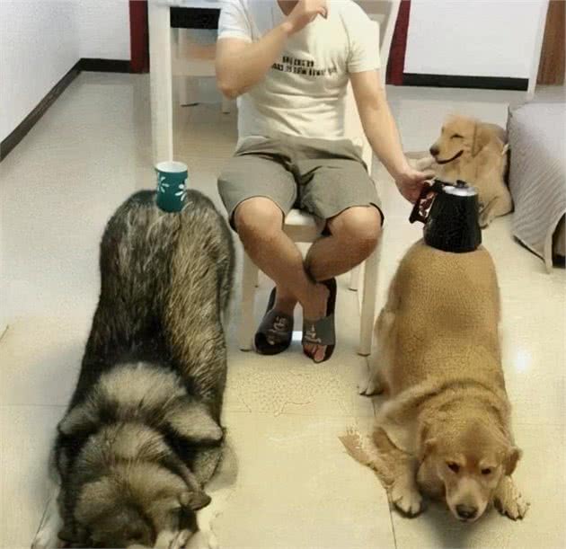 狗狗“最害怕”的5种惩罚方式，难怪别人家狗那么听话