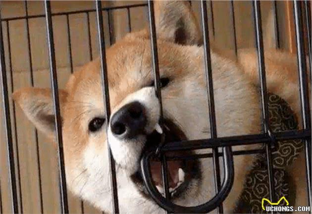 狗狗“最害怕”的5种惩罚方式，难怪别人家狗那么听话