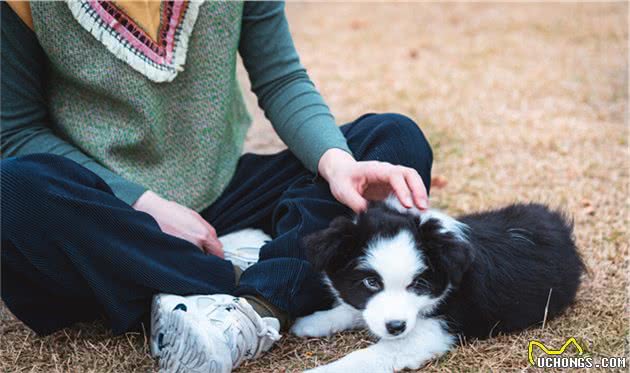 6点证明，边境牧羊犬可以很优秀