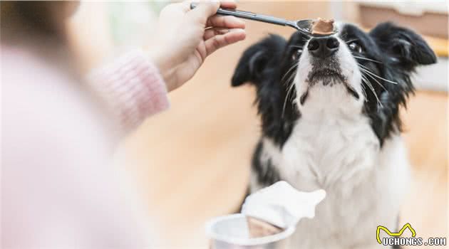 6点证明，边境牧羊犬可以很优秀