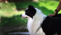 中型犬介绍：宠物/工作狗的性格特点、常见疾病和营养保健方法