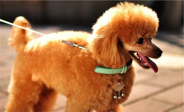 第一次养贵宾犬，很常见的误区，你有犯吗？