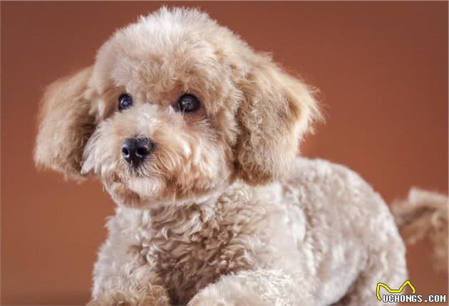 第一次养贵宾犬，很常见的误区，你有犯吗？