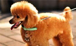 第一次养贵宾犬，很常见的误区，你有犯吗？