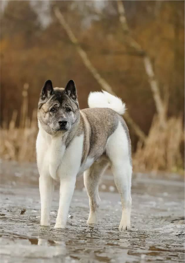 聚焦全球犬种，AKC2019评选出的13个最佳家庭护卫犬