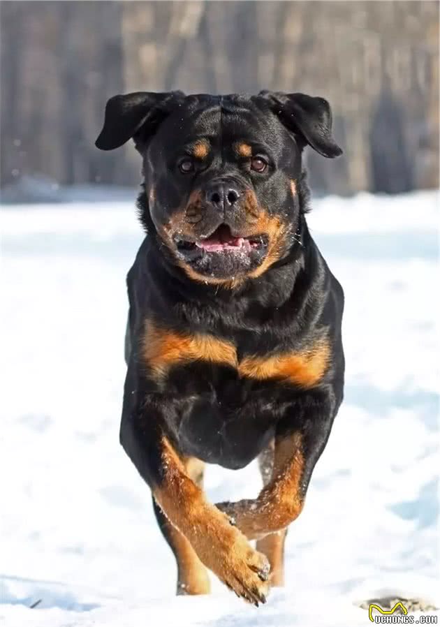 聚焦全球犬种，AKC2019评选出的13个最佳家庭护卫犬