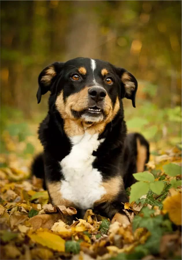 聚焦全球犬种，AKC2019评选出的13个最佳家庭护卫犬