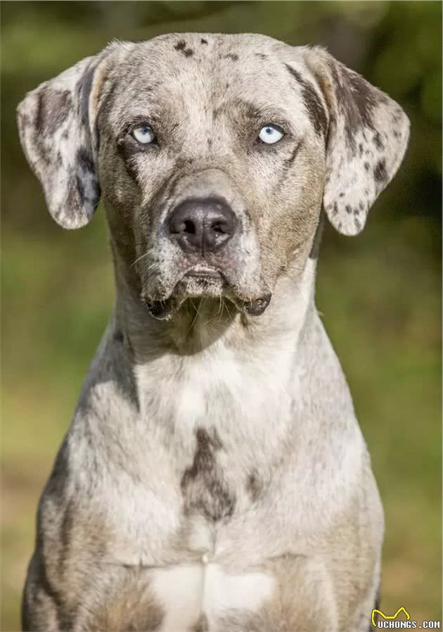 聚焦全球犬种，AKC2019评选出的13个最佳家庭护卫犬
