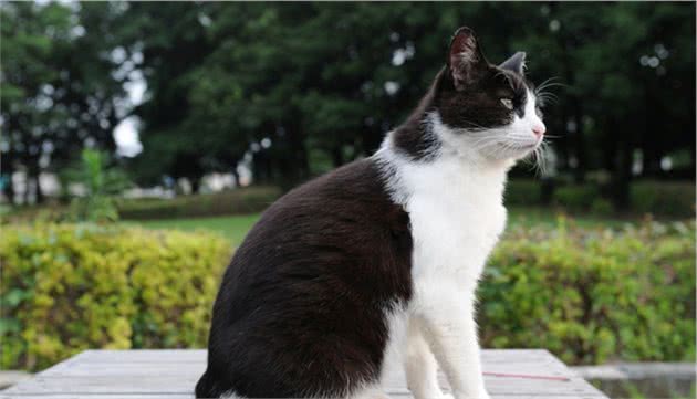 你了解双色猫咪吗？不只是白色加点料这么简单哦
