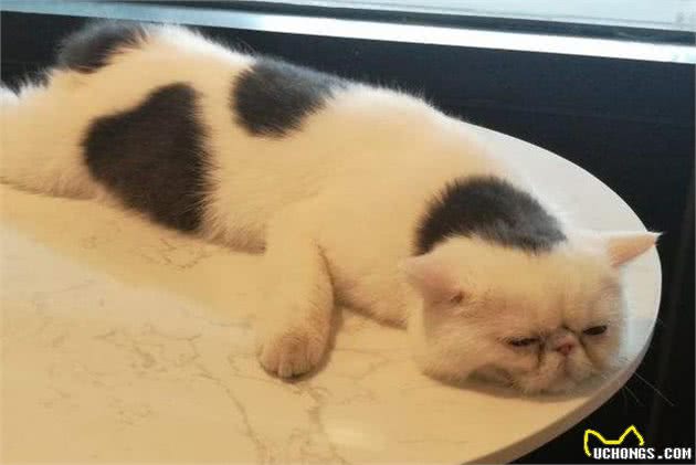 你了解双色猫咪吗？不只是白色加点料这么简单哦