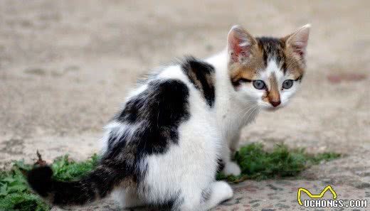 你了解双色猫咪吗？不只是白色加点料这么简单哦