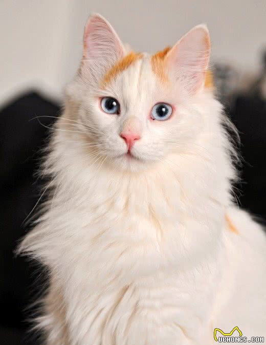 你了解双色猫咪吗？不只是白色加点料这么简单哦