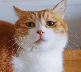 你了解双色猫咪吗？不只是白色加点料这么简单哦