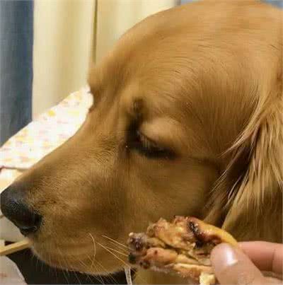 狗狗生病了，饮食这样调整，能让它更健康